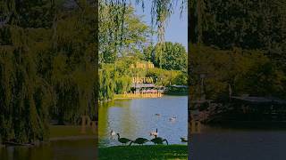 Boston #picnic #boston #publicgarden #vlog
