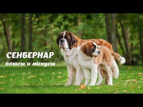 СЕНБЕРНАР. Плюсы и минусы Saint Bernard