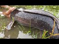 Amazing Catfish Fishing by Hand From Muddy Water.  Best Mud Water Fishing