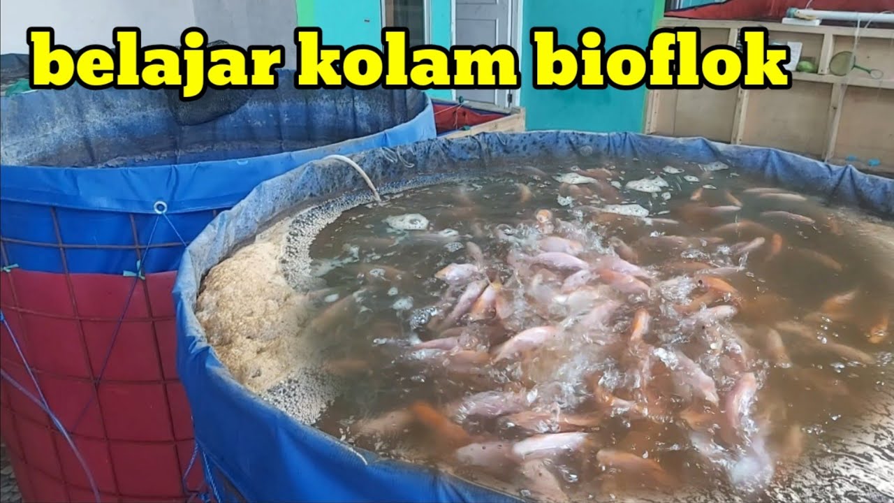 update pertumbuhan ikan kolam bioflok D1 di teras rumah | belajar budidaya ikan nila merah pemula |