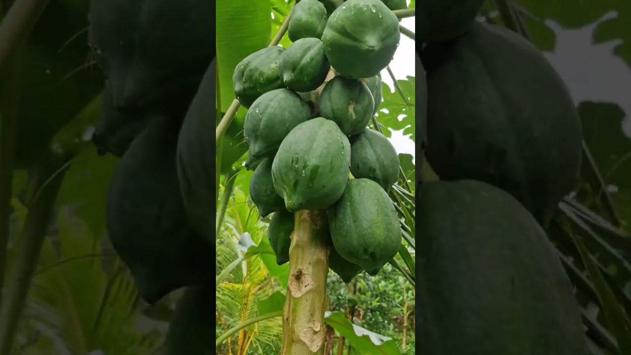 Organic Papaya