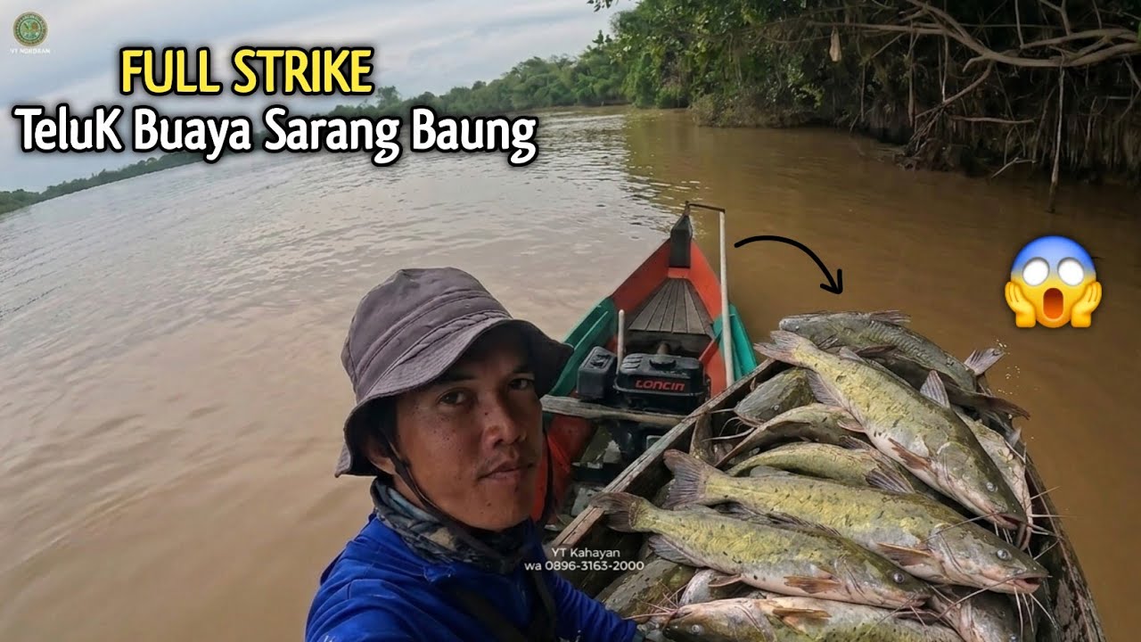 FULL KAREJOT !! 1 HARI MANCING BAUNG DISARANG NYA MENGGUNAKAN UMPAN KUCUR YT KAHAYAN