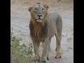 Day 15 &amp; 16 - Sasan Gir (Gir Forest)