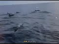 Dolphins reaction to listening to the recitation of the quran  chohan writer