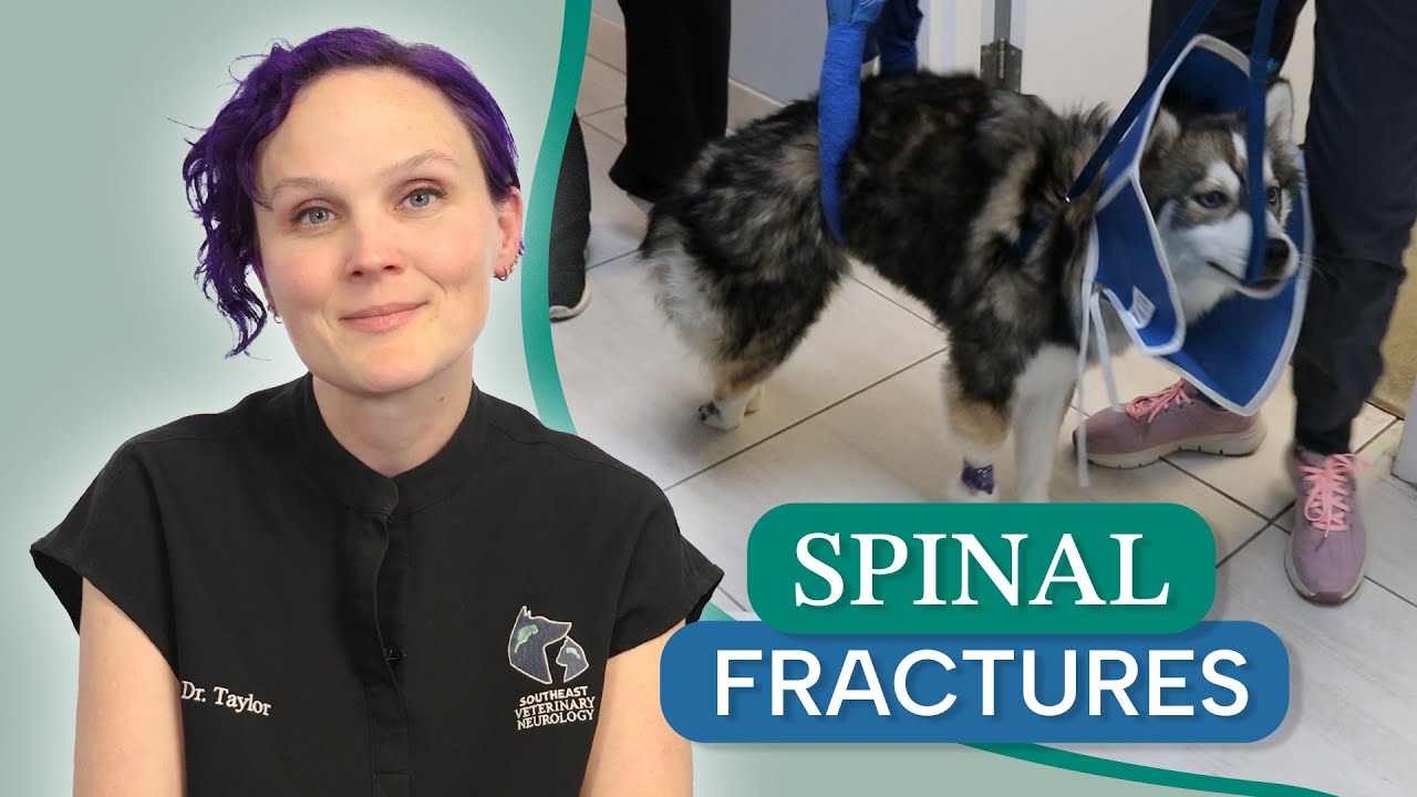 Spinal Fractures in Pets: Symptoms, Diagnosis, and Treatment