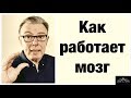 Как работает мозг: правила счастливой жизни