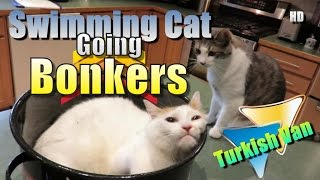 Funny Cat In A Stock Pot Swarming Around - Swimming Turkish Van Cat At Least He Thinks So by BellinghamsterTrail 1,210 views 8 years ago 3 minutes, 25 seconds