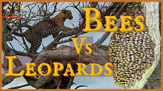 Leopards Puts Kill on a Tree With Bee Hive