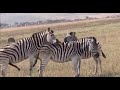 Horse Mating Compilation 2020 Zebra Breeding Animals Mating Horse Mating Compilation 2020 Zebra Breeding Animals Mating