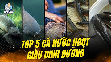 TOP 5 Cá Nước Ngọt Giàu Dinh Dưỡng Bạn Cần Biết! Ăn Cá Gì Tốt Nhất? Dr.Vet