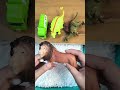 #games #fidgettoysplus #dinosaur #toys
