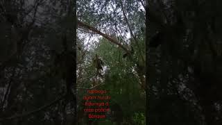 Sore Hari Ini Saya Pantau Ayam Hutan Tidur Bos Que