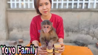 Baby Monkey |Mom and Monkey YoYo eat Flan|Family yoyo's|