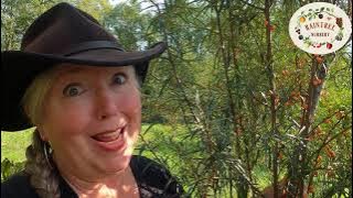 Raintree Nursery's Seaberry Growing Guide!