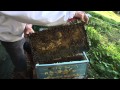 How to keep Bees the basics