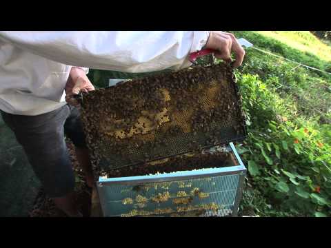 Video: How To Keep Bees