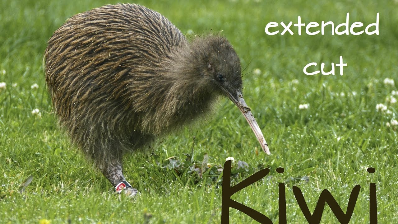 Kiwi Bird 4K - Extended Cut - Kiwi Bird 4K - Extended Cut