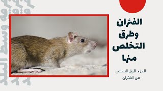 ثلاث طرق للتخلص من #الفئران #mice (الفأر المنزلي/فأر الحقل/الفار النرويجي)