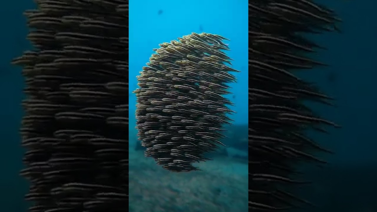 Synchronized School of Fish 