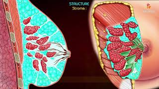 picture Real Anatomy Large Mammary Glands gross anatomy of the mammary gland