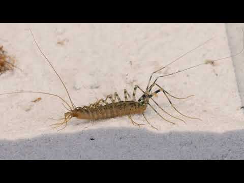 Video: Neuestes Haus Pest? Das Kamel Cricket
