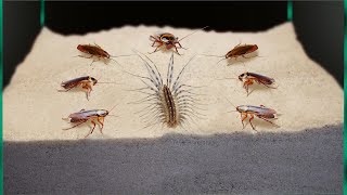 THE BRUTAL BATTLE OF THE HOUSE CENTIPEDE AND 100 COCKROACHES [Live feeding!]