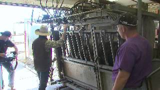 Violative Residues Check - Processing, Treatment & Records (BQA)