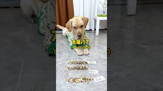 【旺仔很忙🐶Wangzai Is Busy】狗：养不起早说，求你放过我Dog: If You Can't Afford It, Please Spare Me