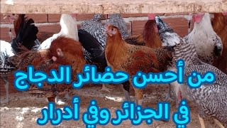 من أحسن وأجمل الحضائر في الجزائر مزرعة نموذجية متنوعة لتربية الدجاج بولاية أدرار