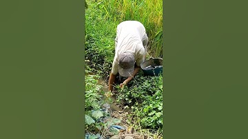 Anh chàng bắt ốc bưu #Shorts