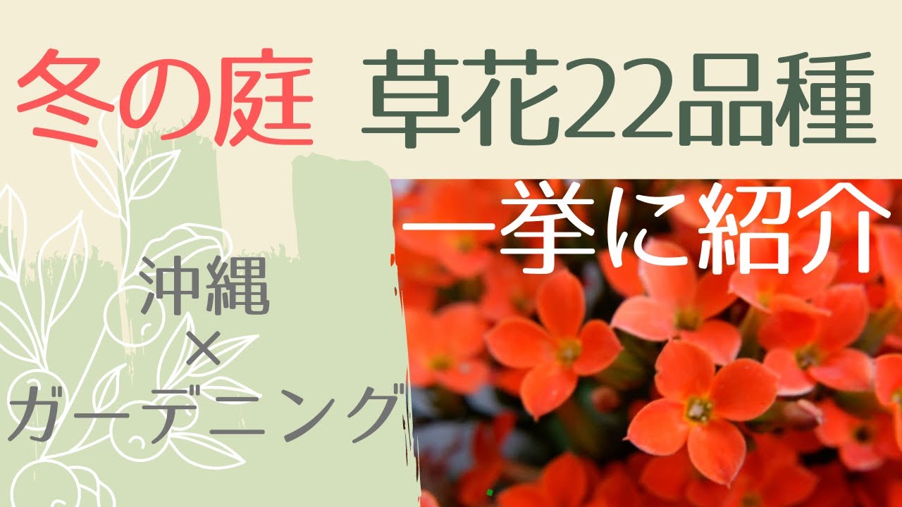 Vol 028 どんより気分を吹きとばせ 沖縄の冬の庭の花たちを一挙に紹介します 沖縄 ガーデニング Vlog おうち時間で庭作り Youtube