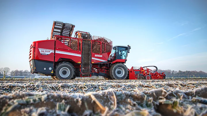 Chicory Root Harvest | GRIMME REXOR 6200 Platinum