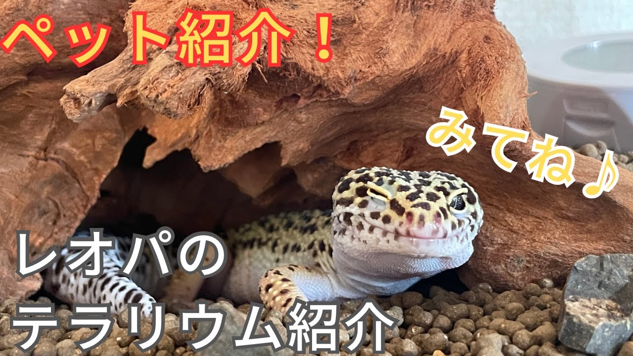 レオパ]我が家のペットヒョウモントカゲモドキのテラリウム紹介 - YouTube