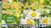 ハナカンザシ 花かんざし の育て方 日常管理 Youtube