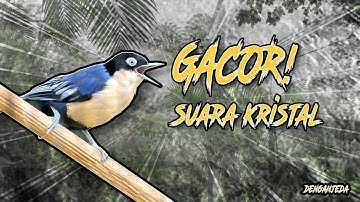 Masteran rambatan doraemon jernih, gacor nembak rapat | Cocok untuk masteran burung dan pikat