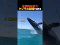 大迫力のクジラの瞬間TOP6!