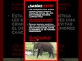 Qué rasgo genético único ayuda a los elefantes a evitar el cáncer