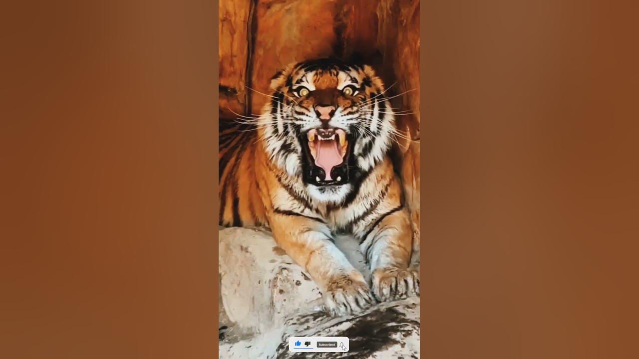 Tiger Sounds Angry। #shorts #youtubeshorts #ytshorts #short Tiger Sounds Angry। #shorts #youtubeshorts #ytshorts #short
