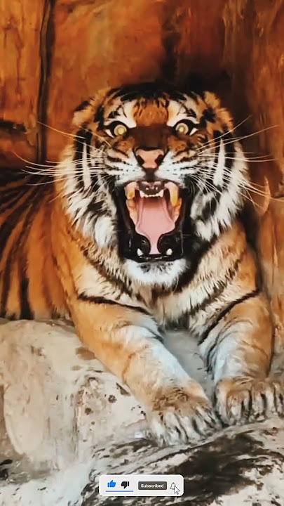 Tiger Sounds Angry। #shorts #youtubeshorts #ytshorts #short