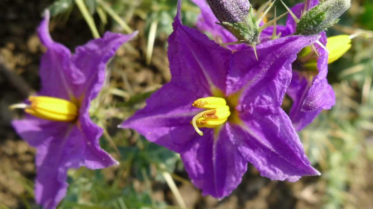 video ๐ฟ๐๐ฎ๐ณ Unlock Powerful Healing with Kantakari (Thai Green Eggplant)! Grow This Ayurvedic Gem! ๐ฑโจ