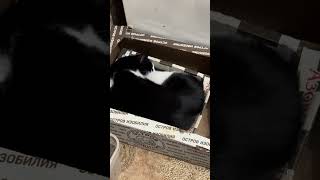 Вечерняя ситуация #cat #видосыоткота #котики #веселыекоты #кот #прикольныекоты #котик #кошки