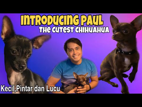 Video: Apa Chihuahua Diucapkan Seperti Itu?