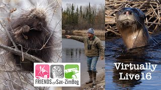 Virtually Live 16: Sax-Zim Bog in early Spring: Birding—S2E1 April 2021