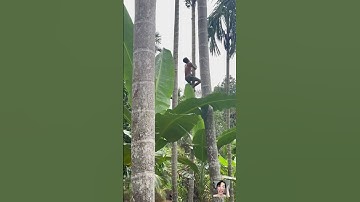 QUÁ CHUYÊN NGHIỆP nhìn anh ấy chèo cau rất chuyên nghiệp bà con ơi #shorts