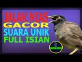 Jalak Nias Gacor Suara Unik Full Isian Omkicau(.mp3 .mp4) Mp3 - Mp4 Download