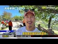 巴威颱風要來了！ 清境羊隻提前返舍避雨災@newsebc