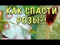 УЖАС РОЗОВОДОВ! ПАУТИННЫЙ КЛЕЩ! Как не спутать с заболеваниями и как СПАСТИ РОЗЫ от этого вредителя