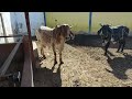 ¡¡POCOS EJEMPLARES COMO ESTOS!! VACAS SARDO NEGRO Y GYR