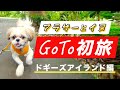 アラサーとイヌ｜生後11ヶ月シーズーの旅行デビュー｜ドギーズアイランド宿泊｜First Trip of Potato and me