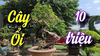 SH.5247. Beautiful Guava tree for sale, price 10 million VND. Contact phone number 03.999.03.128.